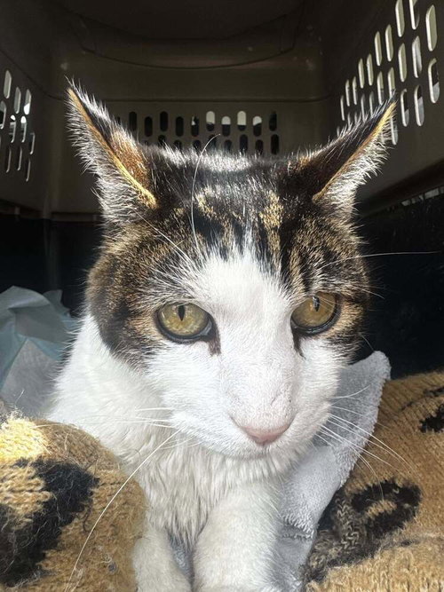 Eddie, Domestic Short Hair, cat for adoption in Clifton, New Jersey