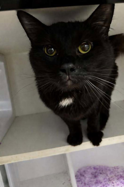 picture of the cat needing adoption