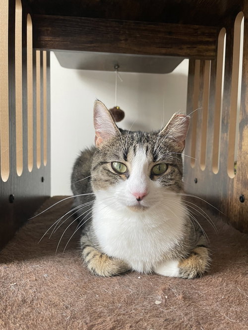 Dolly, Domestic Short Hair, cat for adoption in Clifton, New Jersey