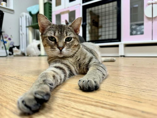 Sarah, Domestic Short Hair, cat for adoption in Clifton, New Jersey