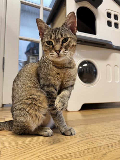 Sarah, an adoptable Domestic Short Hair in Whitestone, NY