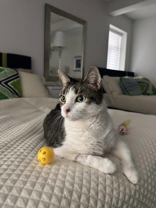 SNOWY - Domestic Short Hair available for adoption