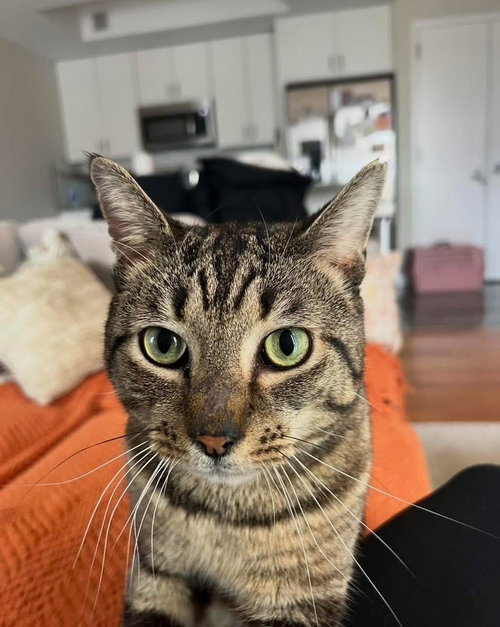 Ferret, Domestic Short Hair, cat for adoption in New Rochelle, New York
