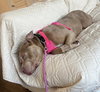 Lentil - Photo 2