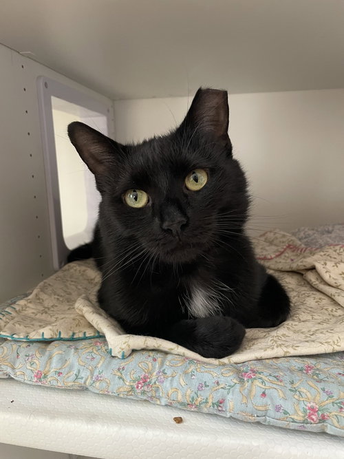 Motive, Domestic Short Hair, cat for adoption in Clifton, New Jersey