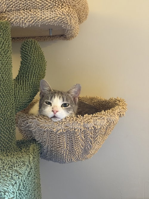 Sarah, Domestic Short Hair, cat for adoption in New Rochelle, New York