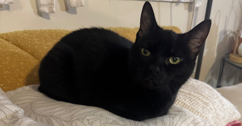 Nebula, Domestic Short Hair, cat for adoption in New Rochelle, New York