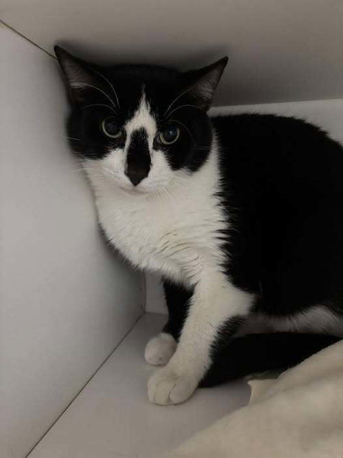 BOSTON - Domestic Short Hair available for adoption
