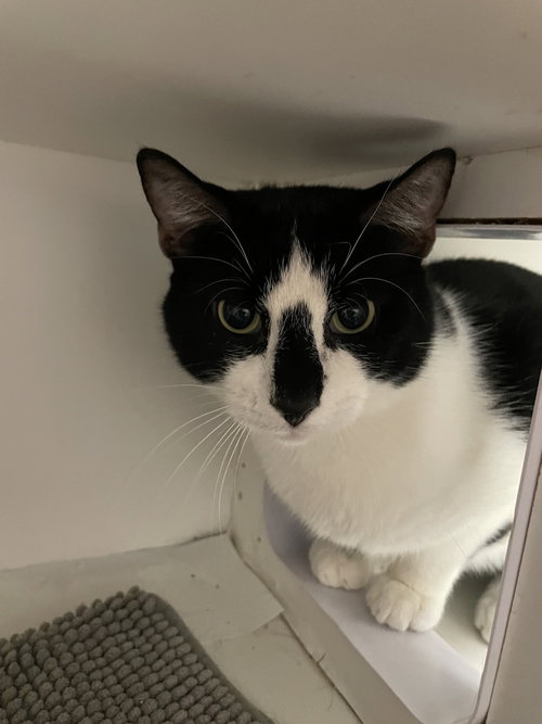 Boston, Domestic Short Hair, cat for adoption in New Rochelle, New York