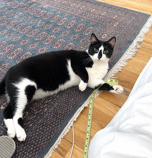 Boston, Domestic Short Hair, cat for adoption in Passaic, New Jersey
