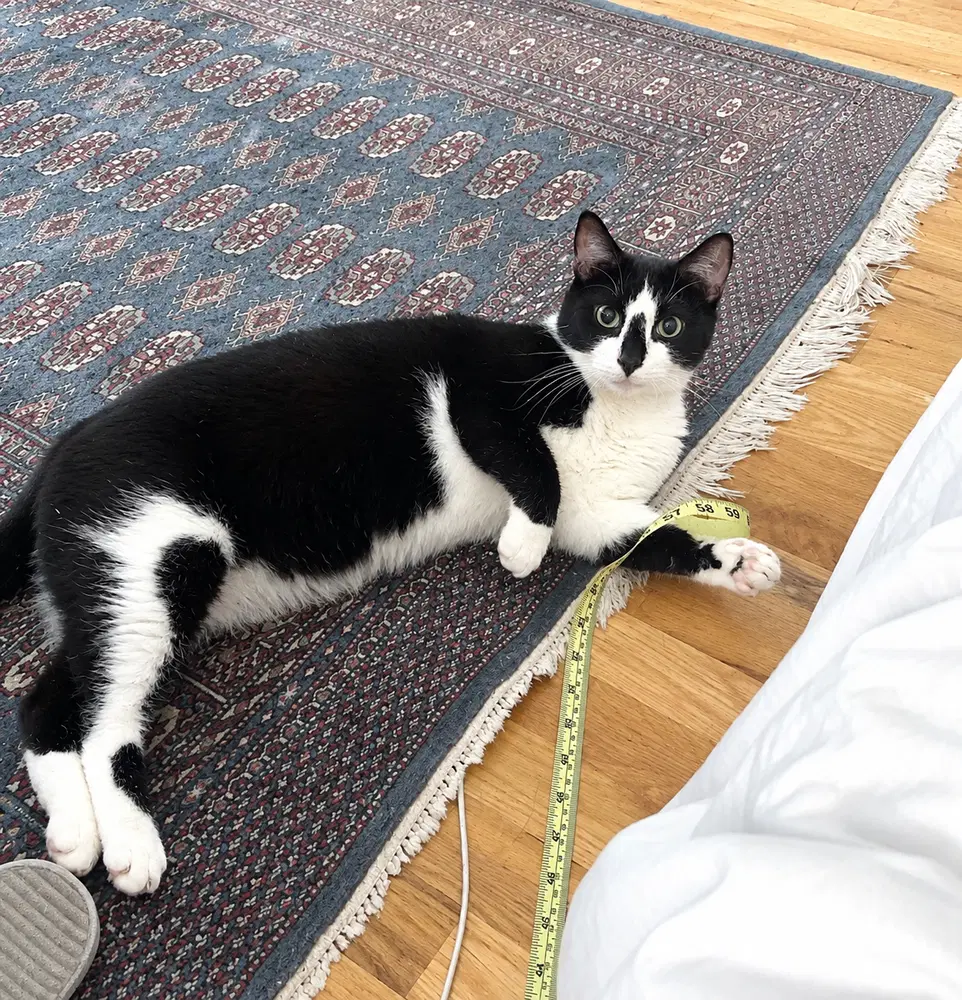 Boston - Domestic Short Hair