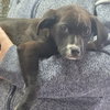 Shea  (p) - Photo 1