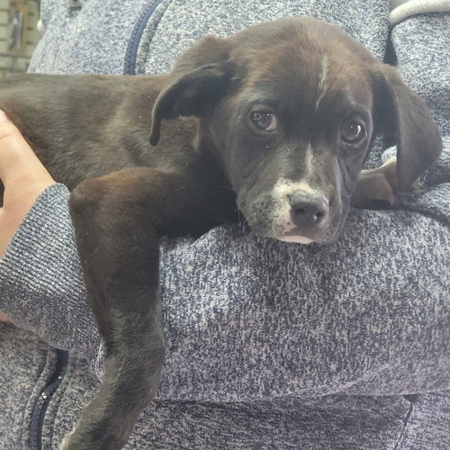 SHEA  (P) - Terrier available for adoption