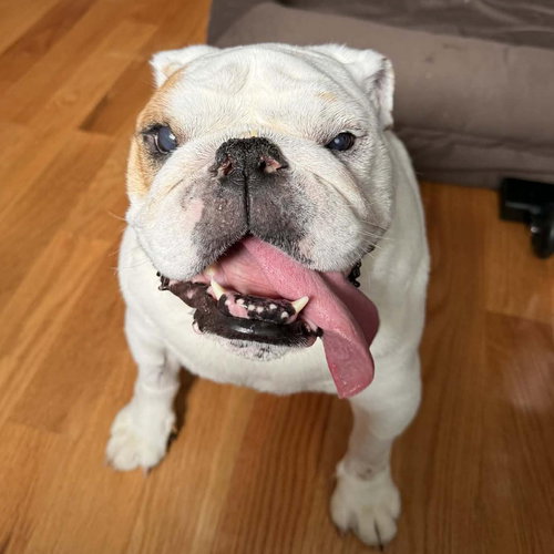 Katie, an adoptable English Bulldog in Whitestone, NY