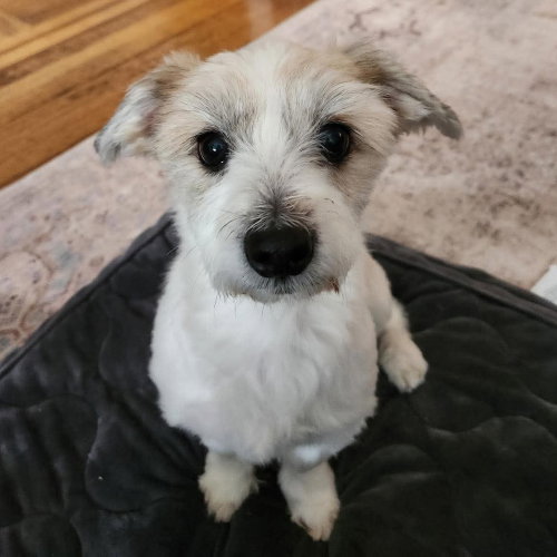 Otto Toby, an adoptable Terrier in Whitestone, NY