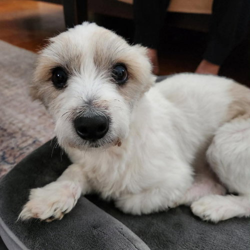 Otto Toby photo 2