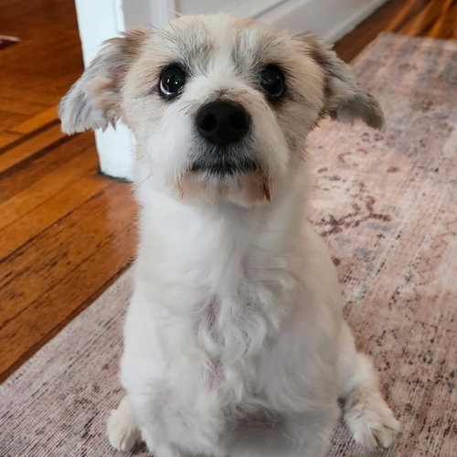 Otto Toby photo 3