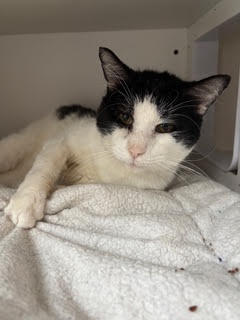 Gus, Domestic Short Hair, cat for adoption in Clifton, New Jersey