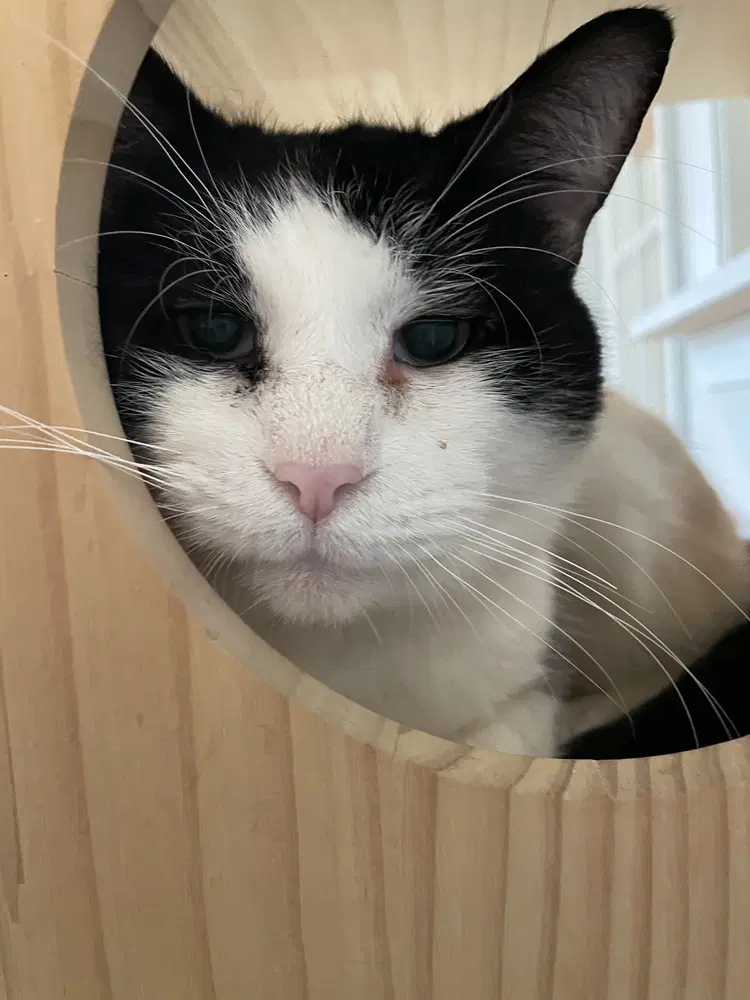 Gus image 2