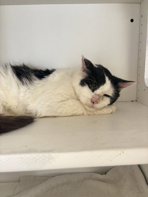 Constantine, Domestic Short Hair, cat for adoption in Clifton, New Jersey