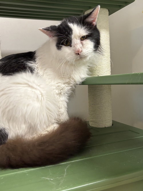 Constantine, an adoptable Domestic Short Hair in Whitestone, NY