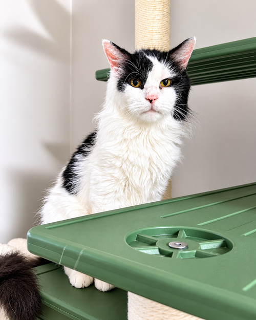 Constantine, Domestic Short Hair, cat for adoption in Passaic, New Jersey