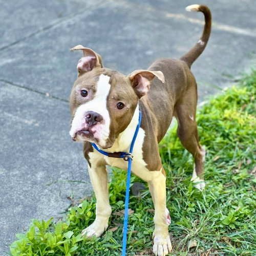 Herman, an adoptable Terrier in Whitestone, NY