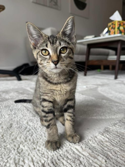 Oprah, Domestic Short Hair, cat for adoption in Clifton, New Jersey