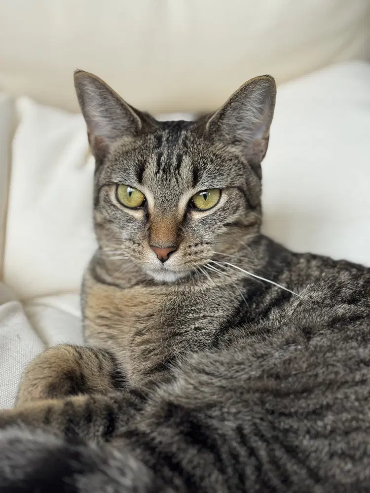 Oprah - Domestic Short Hair