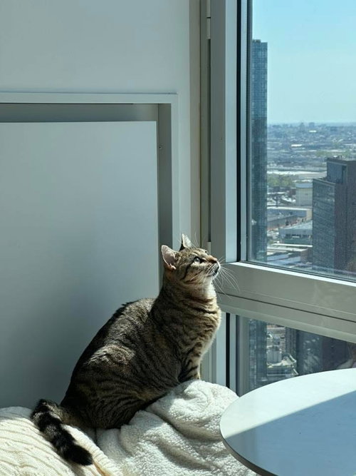 Lucky, Domestic Short Hair, cat for adoption in New Rochelle, New York