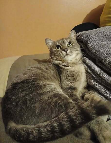 Diva Image