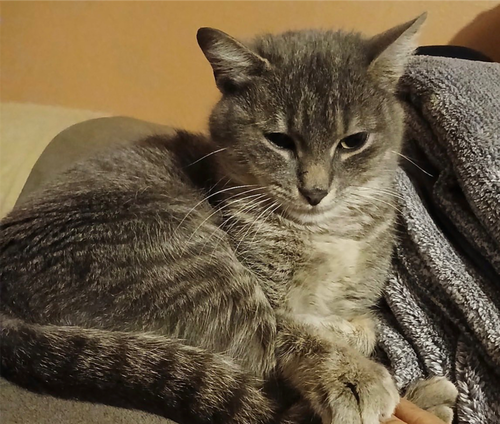 DIVA - Domestic Short Hair available for adoption