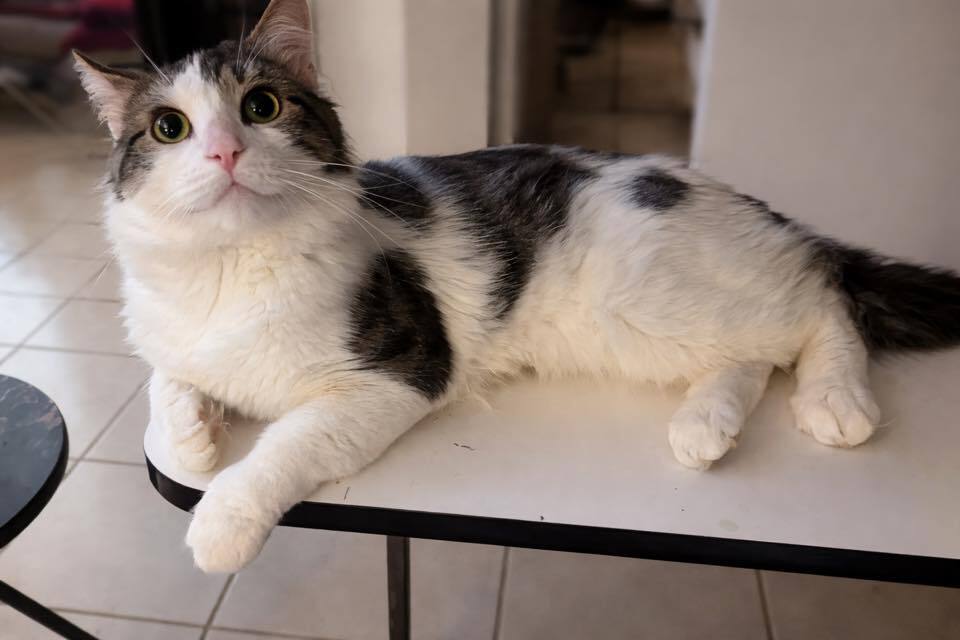 Kitty Image