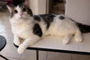 Kitty - Photo 1