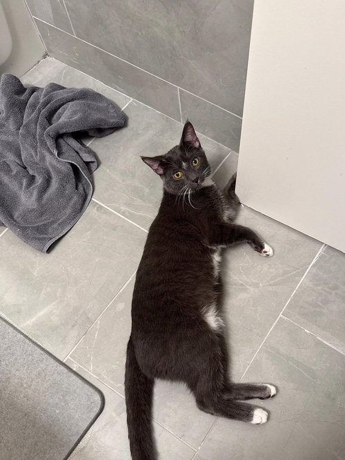 Cooper, Domestic Short Hair, cat for adoption in Clifton, New Jersey