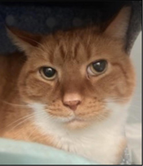 Jasper, Domestic Short Hair, cat for adoption in Clifton, New Jersey