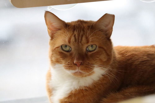 Jasper, Domestic Short Hair, cat for adoption in New Rochelle, New York