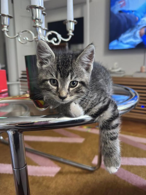 Pistachio, Domestic Short Hair, cat for adoption in Clifton, New Jersey