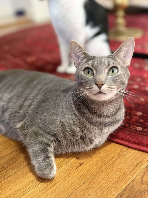 Smokey, Domestic Short Hair, cat for adoption in New Rochelle, New York