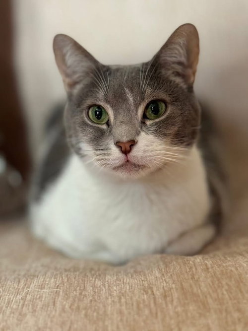 Lucia, Domestic Short Hair, cat for adoption in Clifton, New Jersey