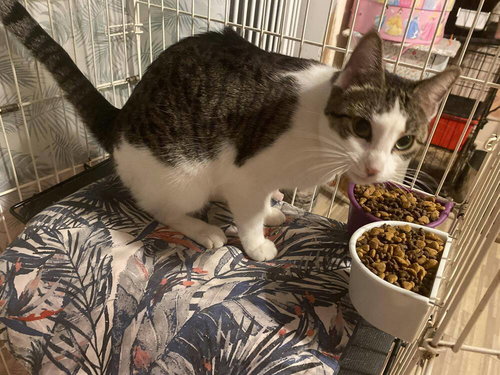 Olivia, Domestic Short Hair, cat for adoption in Clifton, New Jersey