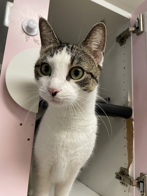 Olivia, Domestic Short Hair, cat for adoption in New Rochelle, New York