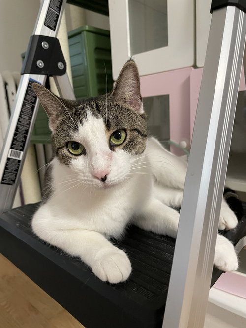Olivia, Domestic Short Hair, cat for adoption in New Brunswick, New Jersey