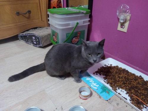 River, Domestic Short Hair, cat for adoption in Clifton, New Jersey