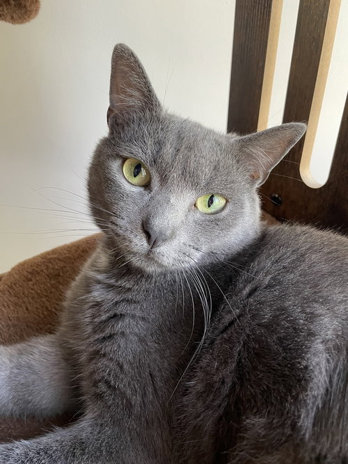 River, an adoptable Russian Blue in Whitestone, NY