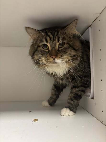 Smokey James, Domestic Short Hair, cat for adoption in Clifton, New Jersey