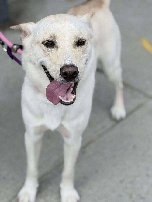 Layla Marie, an adoptable Terrier in Whitestone, NY