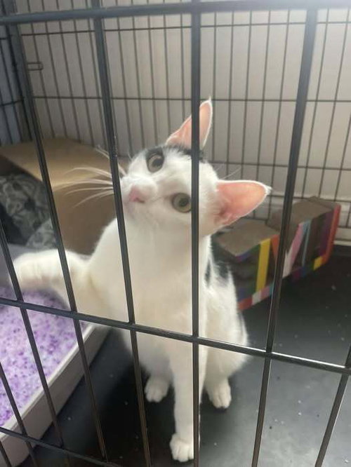 Marco, Domestic Short Hair, cat for adoption in Clifton, New Jersey
