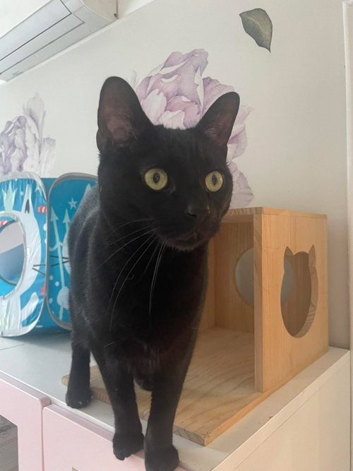 Nancy, American Shorthair, cat for adoption in Clifton, New Jersey