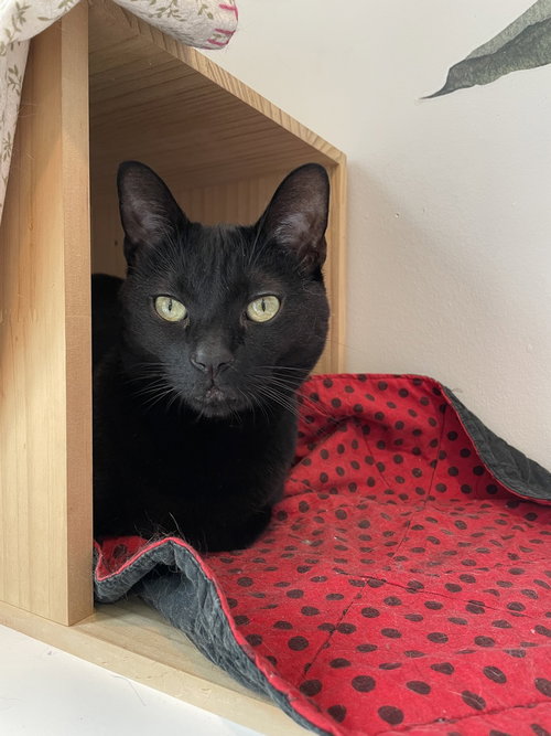 Nancy, American Shorthair, cat for adoption in New Rochelle, New York